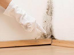 Trusted Royal Palm Estates, FL Mold Removal & Remediation Experts